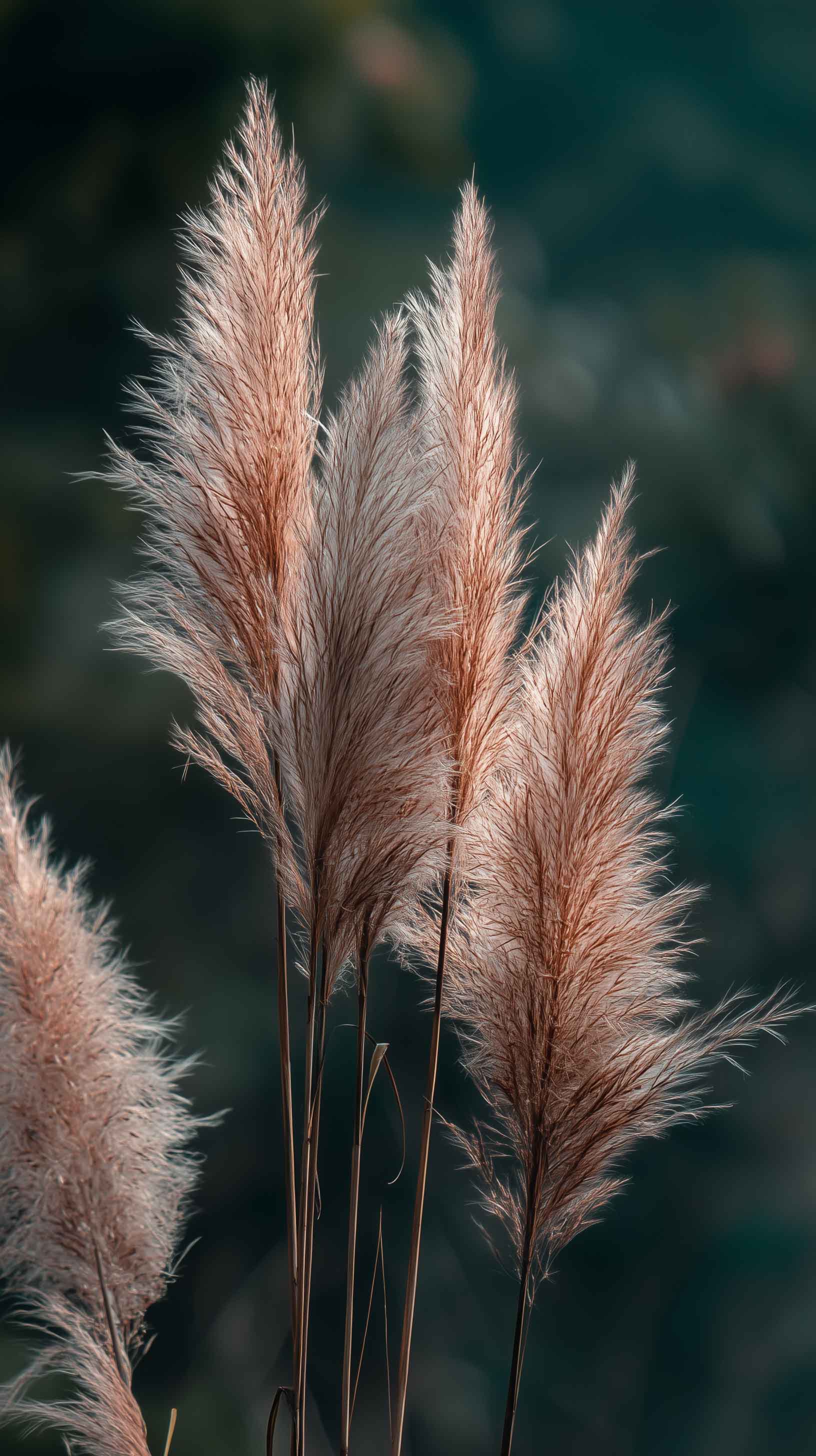 黄金色に輝くパンパスグラス